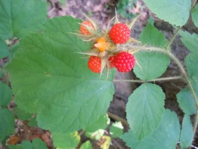 Foraging Wineberries: A Delicious Invasive Image